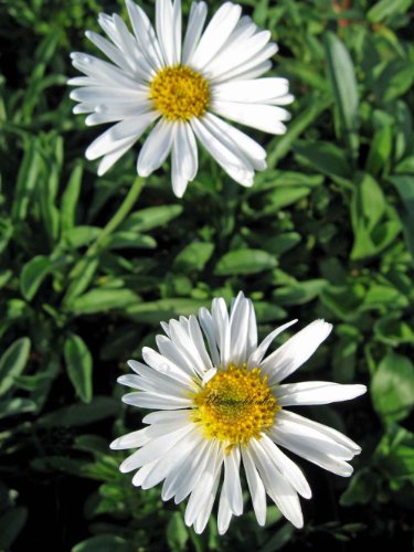 Staudenkulturen Wauschkuhn Aster alpinus 'Albus' - Alpenaster - Staude im 9cm Topf von Staudenkulturen Wauschkuhn