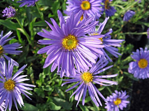 Staudenkulturen Wauschkuhn Aster alpinus 'Dunkle Schöne' - Alpenaster - Staude im 9cm Topf von Staudenkulturen Wauschkuhn