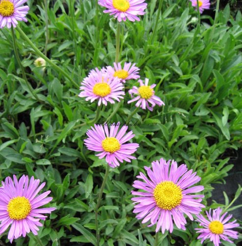 Staudenkulturen Wauschkuhn Aster alpinus 'Happy End' - Alpenaster - Staude im 9cm Topf von Staudenkulturen Wauschkuhn