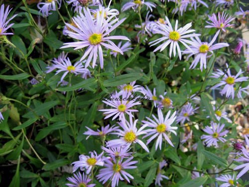 Staudenkulturen Wauschkuhn Aster pyreneus 'Lutetia' - Aster - Staude im 9cm Topf von Staudenkulturen Wauschkuhn