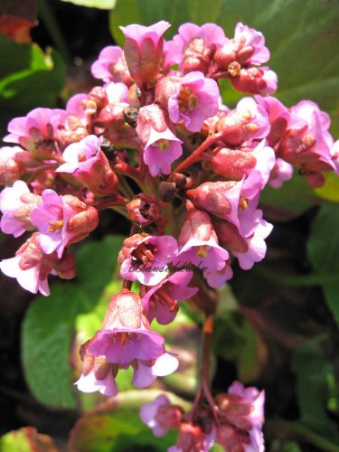 Staudenkulturen Wauschkuhn Bergenia Hybride 'Glockenturm' - Bergenie - Staude im 11cm Topf von Staudenkulturen Wauschkuhn