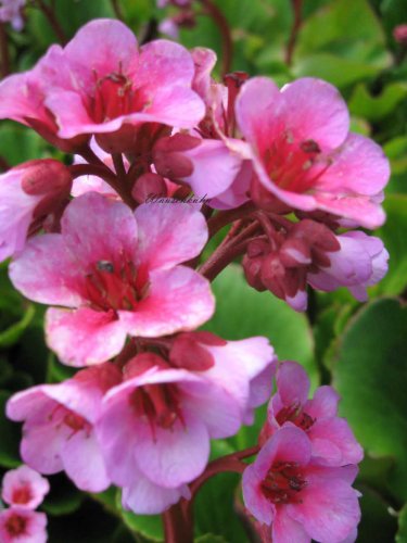 Staudenkulturen Wauschkuhn Bergenia Hybride 'Herbstblüte' - Bergenie - Staude im 11cm Topf von Staudenkulturen Wauschkuhn