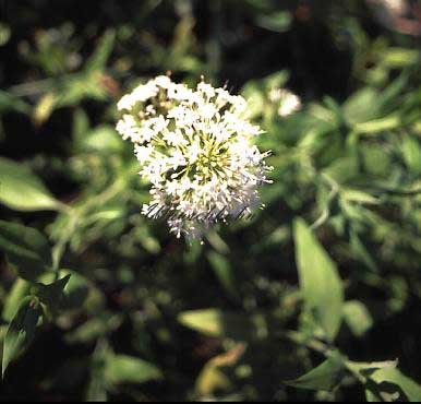 Staudenkulturen Wauschkuhn Centranthus ruber 'Albus' - Spornblume - Staude im 9cm Topf von Staudenkulturen Wauschkuhn