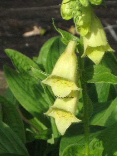 Staudenkulturen Wauschkuhn Digitalis grandiflora - Fingerhut - Staude im 9cm Topf von Staudenkulturen Wauschkuhn