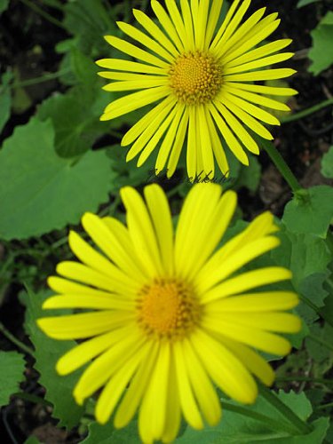 Staudenkulturen Wauschkuhn Doronicum orientale 'Magnificum' - Gemswurz - Staude im 9cm Topf von Staudenkulturen Wauschkuhn