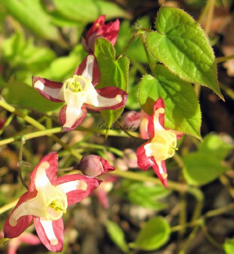 Staudenkulturen Wauschkuhn Epimedium rubrum - Elfenblume - Staude im 9cm Topf von Staudenkulturen Wauschkuhn