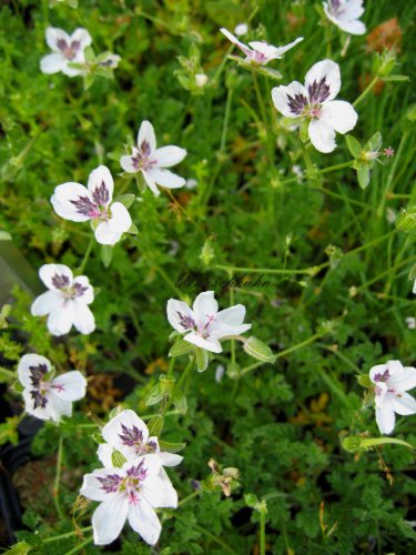 Staudenkulturen Wauschkuhn Erodium guttatum - Reiherschnabel - Staude im 9cm Topf von Staudenkulturen Wauschkuhn