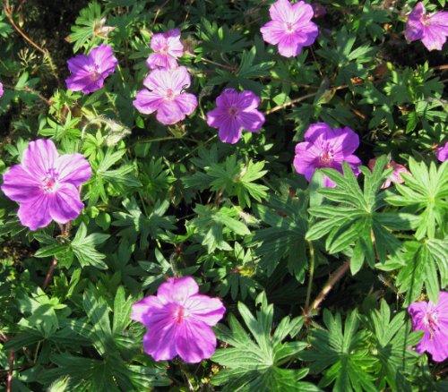 Staudenkulturen Wauschkuhn Geranium sanguineum 'Tiny Monster' - Blutstorchschnabel - Staude im 9cm Topf von Staudenkulturen Wauschkuhn