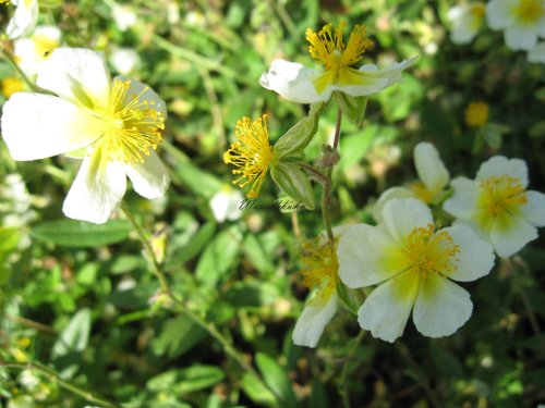 Staudenkulturen Wauschkuhn Helianthemum Hybr. 'Elfenbeinglanz' - Sonnenröschen - Staude im 9cm Topf von Staudenkulturen Wauschkuhn