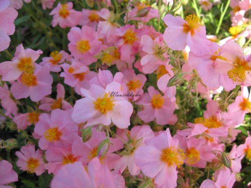 Staudenkulturen Wauschkuhn Helianthemum Hybr. 'Lawrensons Pink' - Sonnenröschen - Staude im 9cm Topf Staudenkulturen Wauschkuhn Helianthemum Hybr. 'Lawrensons Pink' - Sonnenröschen - Staude im 9cm Topf von Staudenkulturen Wauschkuhn