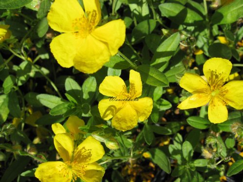 Staudenkulturen Wauschkuhn Helianthemum Hybr. 'Sterntaler' - Sonnenröschen - Staude im 9cm Topf von Staudenkulturen Wauschkuhn