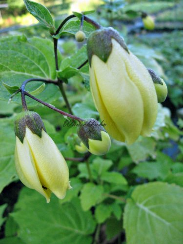 Staudenkulturen Wauschkuhn Kirengeshoma palmata - Wachsglocke - Staude im 11cm Topf von Staudenkulturen Wauschkuhn