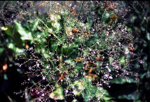 Staudenkulturen Wauschkuhn Limonium latifolium - Statice - Staude im 9cm Topf von Staudenkulturen Wauschkuhn