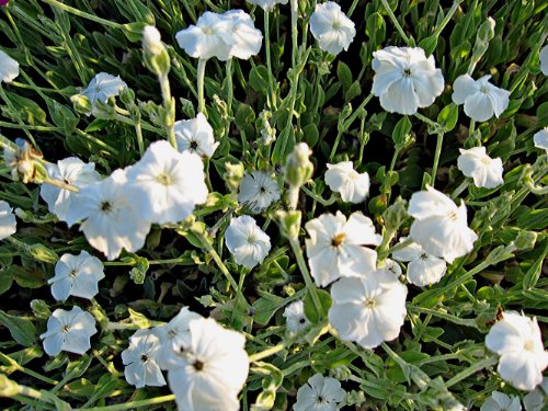 Staudenkulturen Wauschkuhn Lychnis coronaria 'Alba' - Vexiernelke - Staude im 9cm Topf von Staudenkulturen Wauschkuhn