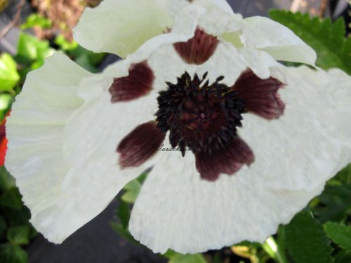 Staudenkulturen Wauschkuhn Papaver orientale 'Royal Wedding' - Türkischer Mohn - Staude im 11cm Topf Staudenkulturen Wauschkuhn Papaver orientale 'Royal Wedding' - Türkischer Mohn - Staude im 11cm Topf von Staudenkulturen Wauschkuhn