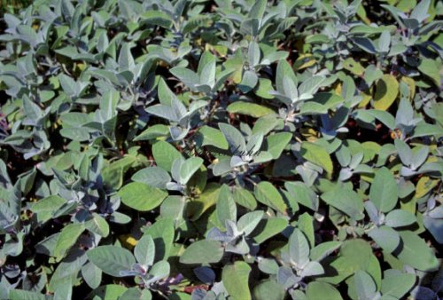 Staudenkulturen Wauschkuhn Salvia officinalis 'Berggarten' - Gartensalbei - Staude im 9cm Topf von Staudenkulturen Wauschkuhn