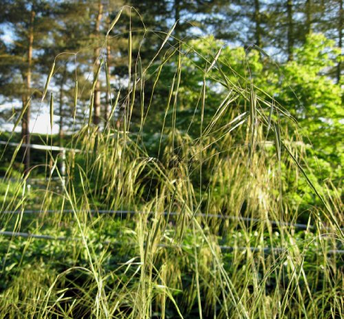 Staudenkulturen Wauschkuhn Stipa gigantea - Riesenfedergras - Gras im 11cm Topf von Staudenkulturen Wauschkuhn
