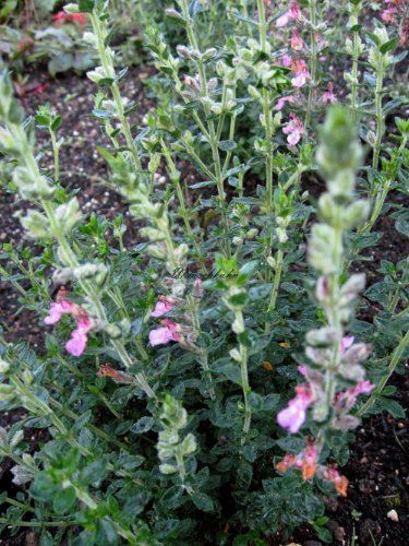 Staudenkulturen Wauschkuhn Teucrium x lucidrys - Gamander - Staude im 9cm Topf von Staudenkulturen Wauschkuhn