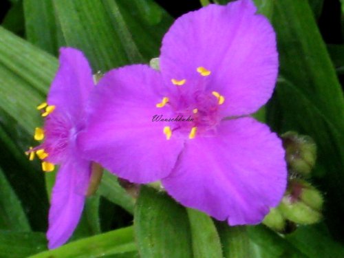 Staudenkulturen Wauschkuhn Tradescantia andersoniana 'Karin' - Dreimasterblume - Staude im 9cm Topf von Staudenkulturen Wauschkuhn