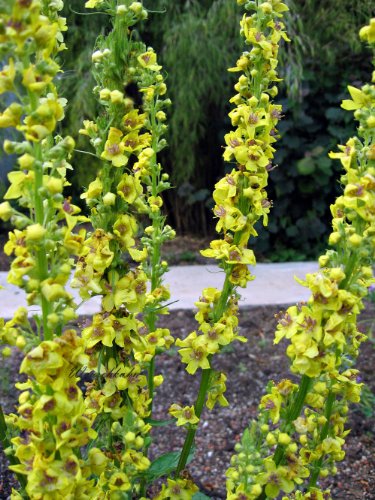 Staudenkulturen Wauschkuhn Verbascum nigrum - Königskerze - Staude im 9cm Topf von Staudenkulturen Wauschkuhn