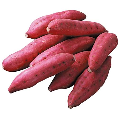 Steelwingsf 100 Stück Gemüses amen, produktive frische mehrjährige gemischte Süßkartoffel samen Garten zubehör, einfach zu pflanzen, geeignet für Patio, Rasen, Hof Samen von Steelwingsf