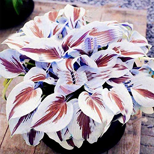 Steelwingsf 200 Stück/Beutel Hosta Seeds DIY Dekorative Attraktive Mischfarbe Duftende Hosta Plantaginea Bonsai Samen Für Gartenblumen Im Freien Samen Für Das Pflanzen Im Freien Lila Weiß Hosta Samen von Steelwingsf