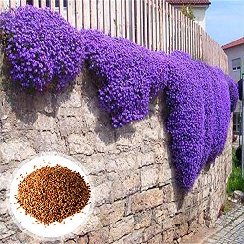 Steelwingsf 500 Stück/Beutel Blumensamen Living Viable Mini Prolific Aubrieta Samen Für Balkon Gartenblumen Samen Für Das Pflanzen Im Freien Aubrieta Seeds von Steelwingsf