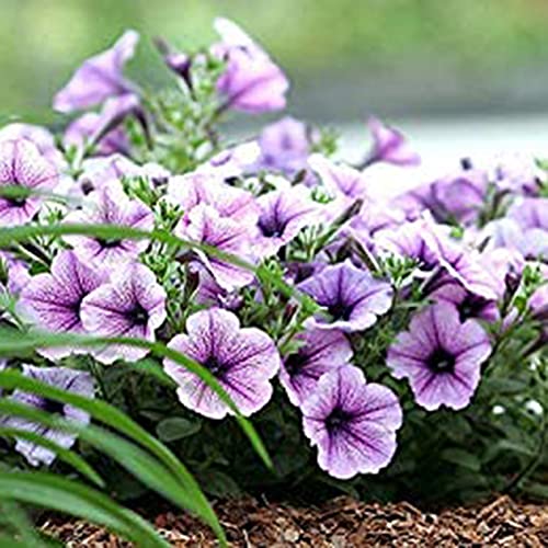 Steelwingsf Gartenblumen Samen Für Das Pflanzen Im Freien, 100 Stück/Beutel Petunia Samen Dekorative Hängende Bonsai Jährliche Tischplatte Landschaft Pflanzensamen Für Parterre Lila von Steelwingsf