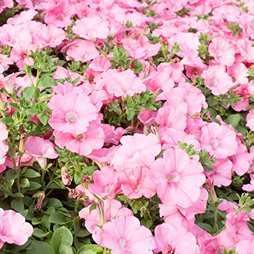 Steelwingsf Gartenblumen Samen Für Das Pflanzen Im Freien, 100 Stück/Beutel Petunia Samen Dekorative Hängende Bonsai Jährliche Tischplatte Landschaft Pflanzensamen Für Parterre Rosa von Steelwingsf