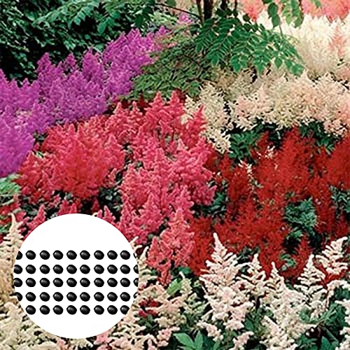 Steelwingsf Gartenblumenkerne Zum Pflanzen Im Freien, 50 Stück/Beutel Astilbe-Samen Mischfarbe Voller Vitalität Helle Natürliche Garten-Astilbe-Sämlinge Für Bonsai Astilbe Samen von Steelwingsf