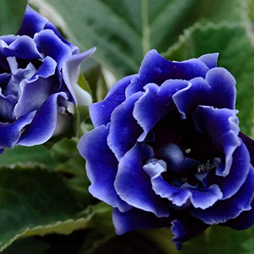 Steelwingsf Gartenblumensamen Zum Pflanzen Im Freien, 100 Stück/Beutel Gloxinia-Samen Volle Sonne Brauchen Sie Schnell Wachsende Pflanzen Garten Bunte Pflanzensamen Für Den Garten Blau von Steelwingsf