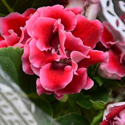 Steelwingsf Gartenblumensamen Zum Pflanzen Im Freien, 100 Stück/Beutel Gloxinia-Samen Volle Sonne Brauchen Sie Schnell Wachsende Pflanzen Garten Bunte Pflanzensamen Für Den Garten rot von Steelwingsf