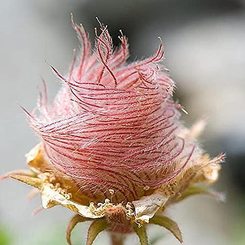 Steelwingsf Gartenblumensamen Zum Pflanzen Im Freien, 40 Stück/Beutel Prairie Smoke Seeds Full Sun Prolific Purple Voller Vitalität Geum Triflorum Seeds Für Den Balkon Samen von Steelwingsf