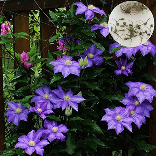 Steelwingsf Haus Und Garten Topf Samen, 1 Beutel Clematis Samen Ästhetische DIY Multicolor Vine Flower Queen Samen Für Balkon Helles Lila von Steelwingsf