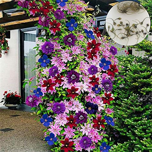 Steelwingsf Haus Und Garten Topf Samen, 1 Beutel Clematis Samen Ästhetische DIY Multicolor Vine Flower Queen Samen Für Balkon Mischfarbe von Steelwingsf