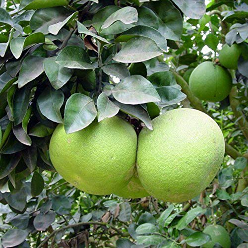 Steelwingsf Haus Und Garten Topf Samen, 1 Beutel Grapefruitsamen Frische Nahrhafte Duftende Frische Hauspflanzen Samen Für Den Garten Pampelmusensamen von Steelwingsf