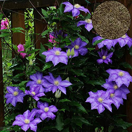 Steelwingsf Haus Und Garten Topf Samen, 100 Stück/Beutel Clematis Samen Gesund Einfach Zu Pflanzen DIY Haus Dekorative Pflanzen Samen Für Zu Hause Helles Lila Clematis Samen von Steelwingsf