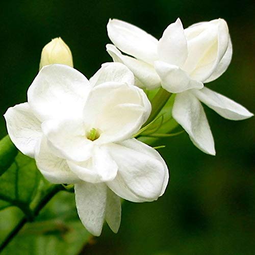 Steelwingsf Haus Und Garten Topf Samen, 100 Stück/Beutel Jasmin Samen Samen Duft Landschaftsbau Dekor White Bloom Aromatische Blumensämlinge Für Den Garten Arabische Jasminsamen von Steelwingsf