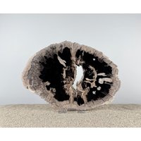 Dekorative Baumscheibe Aus Versteinertem Holz von SteinZeiten