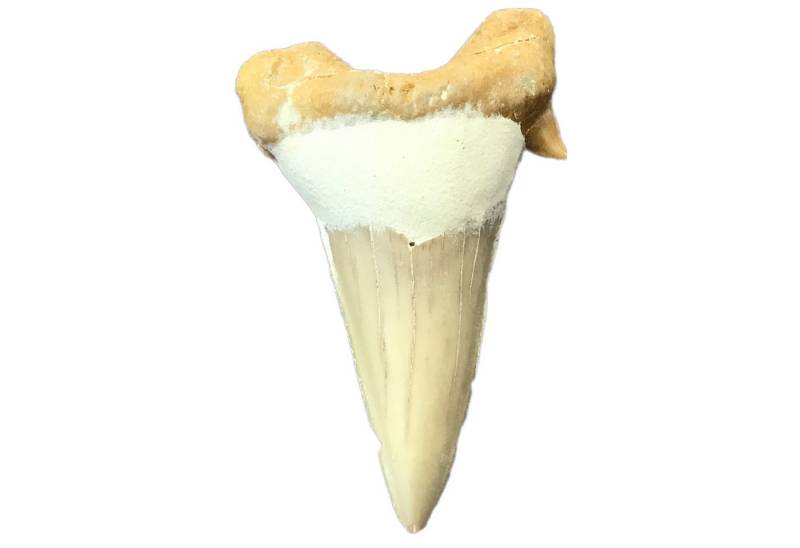 Steinfixx® Edelstein XL fossiler Otodos Oblicuus I Länge ca. 45-55 mm I Marokko, (verpackt in weißem Organzasäckchen, 3-St., wählbar 1 bis 5 Stück), Otodos Oblicuus von Steinfixx®