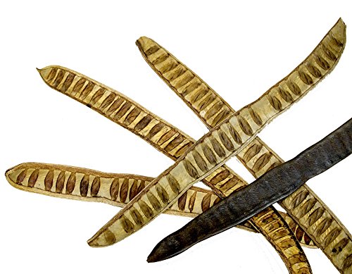 Machete Leiterschote 10 Stück, natur Machete Leiterschote 10 Stück, natur von Steingaesser