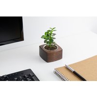 Mini-Sukkulenten-Übertopf Aus Holz Für Kleinere Pflanzen Und Kakteen, Übertopf, Pflanzenhalter von StemBear