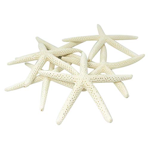 Steowsey 12 Stücke Weißer Finger Seestern 5-10 cm Dekoration Zierfinger Seestern Steowsey 12 Stücke Weißer Finger Seestern 5-10 cm Dekoration Zierfinger Seestern von Steowsey