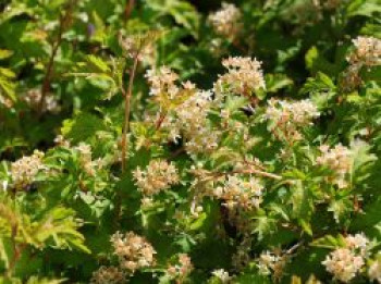 Niedrige Kranzspiere 'Crispa', 30-40 cm, Stephanandra incisa 'Crispa', Containerware von Stephanandra incisa 'Crispa'