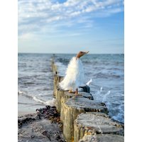 Diva Weiß Fell Ente 35 cm Hoch Diva Weiß Fell Ente 35 cm Hoch von Sternschnuppe1985