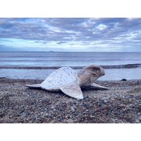 Schildköte Aus Holz Handgemacht in Natur Antik Weiß Ca. 40 cm von Sternschnuppe1985