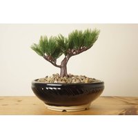 Bonsai Topf. Schwarze Bonsaischale. Handgemachte Scheibe Studiokeramik. G497C von StevaCeramics