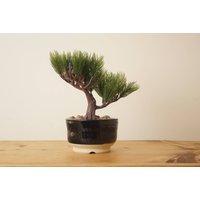 Bonsai Topf. Schwarze Mame Bonsaischale. Handgemachte Studiokeramik von StevaCeramics