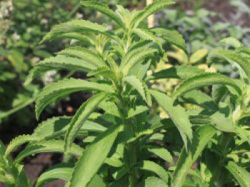 Süßkraut, Honigblatt, Stevia rebaudiana, Topfware von Stevia rebaudiana