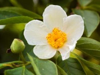 Scheinkamelie, 10-20 cm, Stewartia pseudocamellia, Topfware von Stewartia pseudocamellia